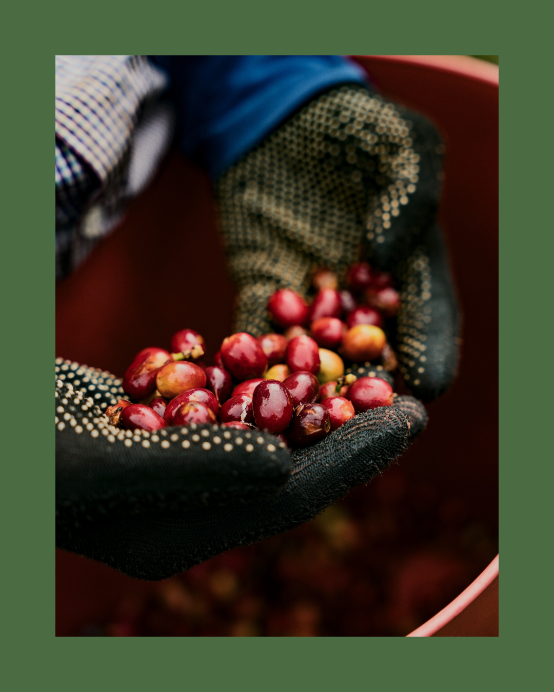 Fincas y Origen Precocauca
